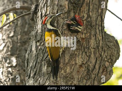 Schwarzer Flameback mit Küken Stockfoto