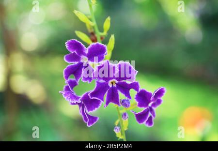 Nahaufnahme von samtigen goldenen Tautropfenblumen (Duranta Electa), die im Garten blühen Stockfoto