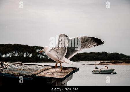 Möwen in Porto Cesareo, Salento - Apulien, Italien Stockfoto