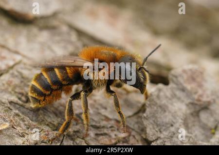 Detaillierte Nahaufnahme einer blauäugigen, goldgesäumten Maurerbiene, Osmia aurulenta, die auf Holz sitzt Stockfoto