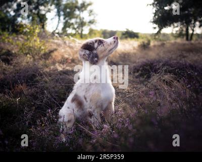 Hündchen Hund Australian Shepherd Outdoor Porträt Detail Sonnenuntergang Stockfoto