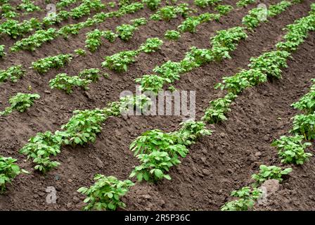 Kartoffelplantagen wachsen auf dem Feld. Gemüsereihen. Landwirtschaft, Landwirtschaft. Landschaft mit landwirtschaftlichen Flächen. Stockfoto