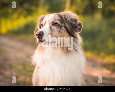 Hund Australian Shepherd Outdoor Porträt Detail Sonnenuntergang Gesicht Stockfoto
