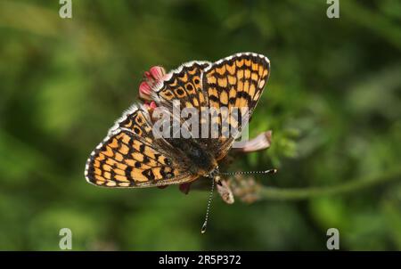 Ein seltener Glanville Fritillary Butterfly, Melitaea cinxia, der auf einer Wildblume aus Esparsette nährt. Stockfoto