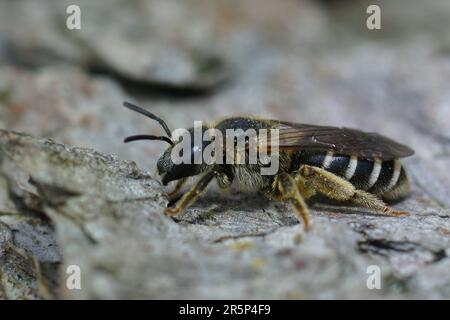 Natürliche Nahaufnahme einer weiblichen Furche, verband eine einsame Biene, Halictus sitzt auf Holz Stockfoto