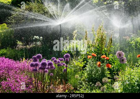 Bewässerung Garten Bewässerung Blumen Mohnblumen Sticky Catchfly Spritzen Lila Allium 'Globemaster' Sprinkler Wasser Jet Nebel Sommer Sprinkler Gartenszene Stockfoto