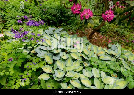 Plantain Lily June Hosta „June“ Gartenszene Rhododendron Columbine Stockfoto