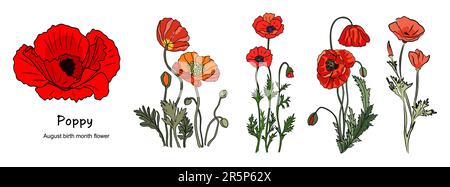 Mohn August Geburtsmonat Blume farbenfroher Vektor. Stock Vektor