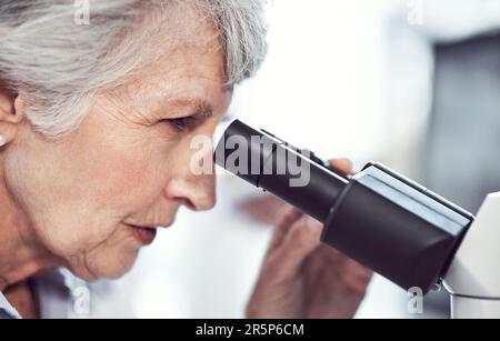 Lass mich mal genauer hinsehen. Eine fokussierte ältere Wissenschaftlerin, die durch ein Mikroskop schaut, während sie im Labor sitzt. Stockfoto