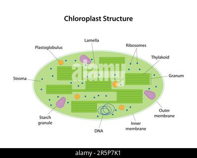 Chloroplast ist eine zwei-Membranorganelle einer Pflanzenzelle. Auf den inneren Membranen des Chloroplast enthält das grüne Pigment Chlorophyll. Stock Vektor