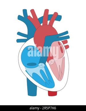 Die Abbildung zeigt die Herzkammern, Herzklappen und Blutgefäße. Stock Vektor