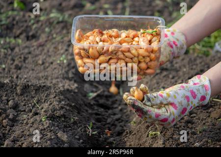 Zwiebelhandaussaat einer Landwirtin im Bio-Gemüsegarten, Nahaufnahme der Hand, die Samen im Boden sät. Selektiver Fokus Stockfoto