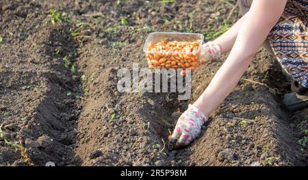 Zwiebelhandaussaat einer Landwirtin im Bio-Gemüsegarten, Nahaufnahme der Hand, die Samen im Boden sät. Selektiver Fokus Stockfoto