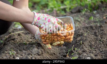 Zwiebelhandaussaat einer Landwirtin im Bio-Gemüsegarten, Nahaufnahme der Hand, die Samen im Boden sät. Selektiver Fokus Stockfoto