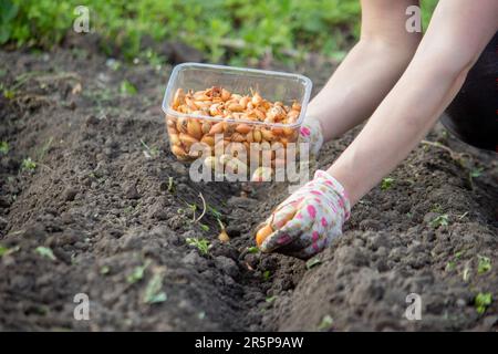 Zwiebelhandaussaat einer Landwirtin im Bio-Gemüsegarten, Nahaufnahme der Hand, die Samen im Boden sät. Selektiver Fokus Stockfoto