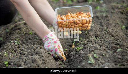 Zwiebelhandaussaat einer Landwirtin im Bio-Gemüsegarten, Nahaufnahme der Hand, die Samen im Boden sät. Selektiver Fokus Stockfoto