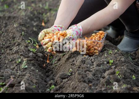 Zwiebelhandaussaat einer Landwirtin im Bio-Gemüsegarten, Nahaufnahme der Hand, die Samen im Boden sät. Selektiver Fokus Stockfoto