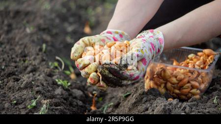 Zwiebelhandaussaat einer Landwirtin im Bio-Gemüsegarten, Nahaufnahme der Hand, die Samen im Boden sät. Selektiver Fokus Stockfoto