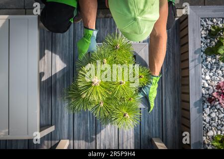 Ein Weißer in seinen 40s Jahren, der einen Topf mit Kiefernbaum auf seinem Hinterhof-Deck installiert. Draufsicht. Stockfoto