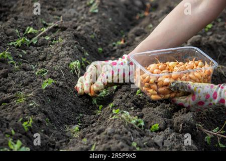 Zwiebelhandaussaat einer Landwirtin im Bio-Gemüsegarten, Nahaufnahme der Hand, die Samen im Boden sät. Selektiver Fokus Stockfoto