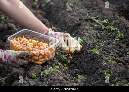 Zwiebelhandaussaat einer Landwirtin im Bio-Gemüsegarten, Nahaufnahme der Hand, die Samen im Boden sät. Selektiver Fokus Stockfoto