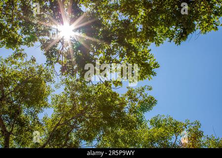 Baumkronen aus tiefgrünen Blättern mit blauem Himmel und Sonnenstrahlen zwischen den Blättern Stockfoto