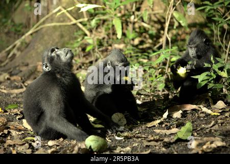 Eine Sulawesi-Schwarzkammmakake (Macaca nigra) schaut auf, während sie auf dem Waldboden sitzt, während andere junge Menschen im Naturschutzgebiet Tangkoko, North Sulawesi, Indonesien, Früchte ernähren. Klimawandel und Krankheiten stellen neue Bedrohungen für Primaten dar, Laut einem Wissenschaftlerteam unter Leitung von Miriam Plaza Pinto (Departamento de Ecologia, Centro de Biociências, Universidade Federal do Rio Grande do Norte, Natal, RN, Brasilien) in ihrem wissenschaftlichen Bericht über die Natur, der im Januar 2023 veröffentlicht wurde, haben etwa ein Viertel der Primaten Temperaturen über historische Temperaturen. Stockfoto