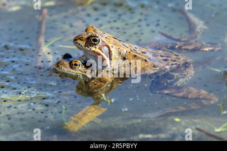 Zwei europäische Gemeine Braunfrösche in lateinischen Rana temporaria Grasfrosch mit Eiern Stockfoto