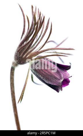 Passqueflower. Schöne Blume von kleinen Pasquenblüten oder Pasquenblüten auf blühender Wiese in lateinischem Pulsatilla pratensis isoliert auf weißem Hintergrund Stockfoto