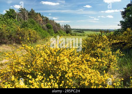 Cytisus scoparius, der gewöhnliche Besen oder schottischer Besen, blüht in der Blütezeit Stockfoto