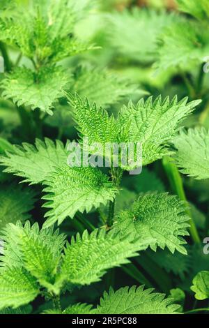 Unkultivierte Brennnessel auf einer üppig grünen Wiese, selektiver Fokus Stockfoto