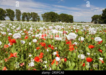 Weißes blühendes Opiummohn-Feld im lateinischen papaver somniferum, Mohn-Feld mit roten Mohnblumen gejäten, weißer Mohn wird in Tschechien angebaut Stockfoto