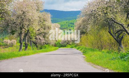 Die Straße führt durch eine idyllische Landschaft mit blühenden Bäumen und weiten Feldern und bietet eine wunderschöne Kulisse für die malerische Fahrt. Malerische Aussicht auf Stockfoto