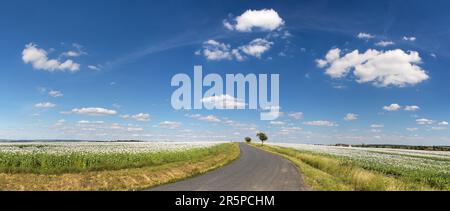 Landschaft mit einer Straße zwischen Feldern mit blühenden weißen Mohnblumen und wunderschönem Himmel mit Wolken Stockfoto