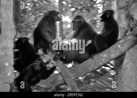 Eine Truppe von Sulawesi-Schwarzkammmakaken (Macaca nigra) ist im Naturschutzgebiet Tangkoko, Nord-Sulawesi, Indonesien, sozial aktiv. Klimawandel und Krankheiten stellen neue Bedrohungen für Primaten dar, Laut einem Wissenschaftlerteam unter Leitung von Miriam Plaza Pinto (Departamento de Ecologia, Centro de Biociências, Universidade Federal do Rio Grande do Norte, Natal, RN, Brasilien) in ihrem wissenschaftlichen Bericht über die Natur, der im Januar 2023 veröffentlicht wurde, haben etwa ein Viertel der Primaten Temperaturen über historische Temperaturen. Stockfoto