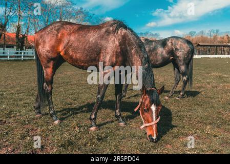 Zwei braune Pferde grasen in einer üppigen Koppel. Ruhige Landschaft. Selektiver Fokus. Stockfoto