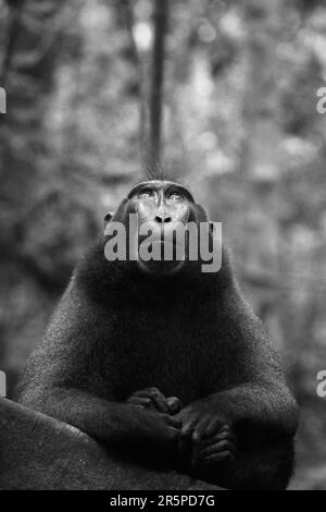 Porträt eines makaken, männlichen Individuums, das in der Nähe von Menschen im Wald von Tangkoko, North Sulawesi, Indonesien, immer Selbstvertrauen, Ruhe und überraschenderweise freundliche Gesten zu zeigen scheint. Er ist gewachsen und hat den höchsten Rang in der Truppe erreicht, ohne dass ein Teil seiner linken Finger, die in eine Falle fallen, verloren hat. Im Persönlichkeitsfaktor „Kühnheit“ reagiert ein makakes Männchen in der Regel „stark auf eine bedrohliche Situation“, so ein Team von Wissenschaftlern unter der Leitung von Christof Neumann in einer wissenschaftlichen Arbeit, die im August 2013 veröffentlicht wurde. Stockfoto