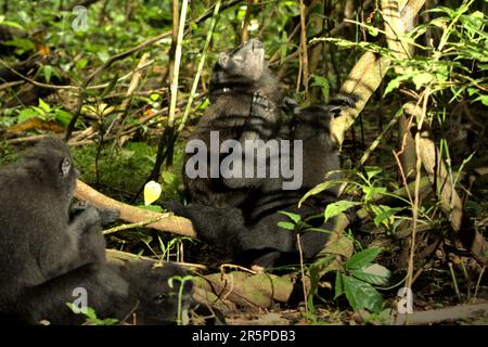 Ein Sulawesi-Schwarzhaubenmakaken (Macaca nigra) schaut auf, während er von einem anderen Individuum im Tangkoko Nature Reserve, Indonesien, gepflegt wird. Klimawandel und Krankheiten sind neue Bedrohungen für Primaten, und etwa ein Viertel der Primatengegenden haben Temperaturen über historischen, so ein Wissenschaftlerteam unter der Leitung von Miriam Plaza Pinto (Departamento de Ecologia, Centro de Biociências, Universidade Federal do Rio Grande do Norte, Natal, RN, Brasilien) in seinem wissenschaftlichen Bericht, der im Januar 2023 in Nature veröffentlicht wurde. Stockfoto