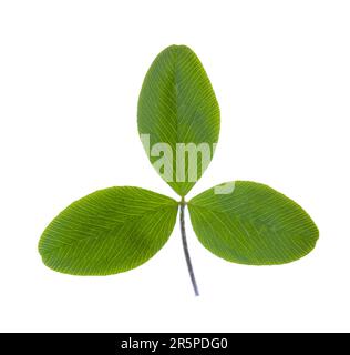 Frisches grünes Flora, isoliert auf weißem Hintergrund. Stockfoto