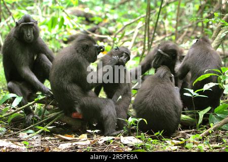 Eine Truppe von Sulawesi-Schwarzkammmakaken (Macaca nigra) ist im Naturschutzgebiet Tangkoko, Nord-Sulawesi, Indonesien, sozial aktiv. Die Auswirkungen des Klimawandels auf die endemischen Arten sind auf verändertes Verhalten und Nahrungsverfügbarkeit zu sehen, die ihre Überlebensrate beeinflussen. Stockfoto