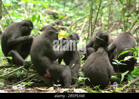 Eine Truppe von Sulawesi-Schwarzkammmakaken (Macaca nigra) ist im Naturschutzgebiet Tangkoko, Nord-Sulawesi, Indonesien, sozial aktiv. Die Auswirkungen des Klimawandels auf die endemischen Arten sind auf verändertes Verhalten und Nahrungsverfügbarkeit zu sehen, die ihre Überlebensrate beeinflussen. Stockfoto