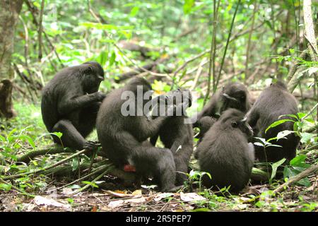 Eine Truppe von Sulawesi-Schwarzkammmakaken (Macaca nigra) ist im Naturschutzgebiet Tangkoko, Nord-Sulawesi, Indonesien, sozial aktiv. Die Auswirkungen des Klimawandels auf die endemischen Arten sind auf verändertes Verhalten und Nahrungsverfügbarkeit zu sehen, die ihre Überlebensrate beeinflussen. Stockfoto