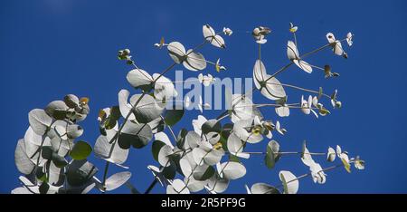 Oberste Zweige von australischem Eukalyptus pulverulenta, Silberblättriger Bergkaugummi, vor einem blauen Himmel im Queensland Garten im Sommer. Stockfoto