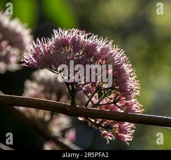 Hinterleuchteter rosafarbener Blütenkopf von australischem Melicope elleryana, rosa Euodia-Baum, wächst aus Zweigen, im Queensland-Garten, im Sommer. Stockfoto