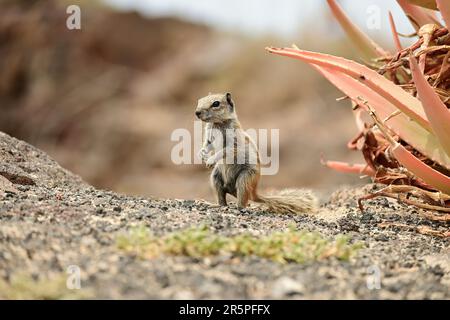 Barbary Ground Eichhörnchen. Streifenhörnchen in Fuerteventura, Kanarische Inseln, Spanien. Freundliche und süße Nagetiere in freier Wildbahn neben der Aloe Vera Pflanze. Stockfoto