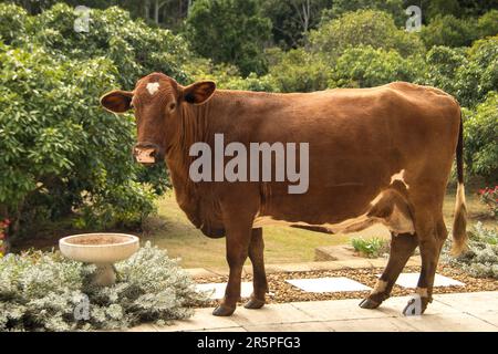 Eine große braune Kuh floh aus dem Feld und in den privaten Garten in Queensland, Australien. Hat Trinkwasser aus dem Vogelbad. Falscher Ort zur falschen Zeit. Stockfoto