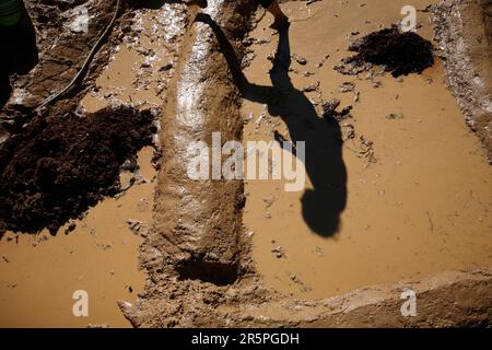 Bauern, die im Schlamm graben, um Reisfelder zu kreieren. Stockfoto