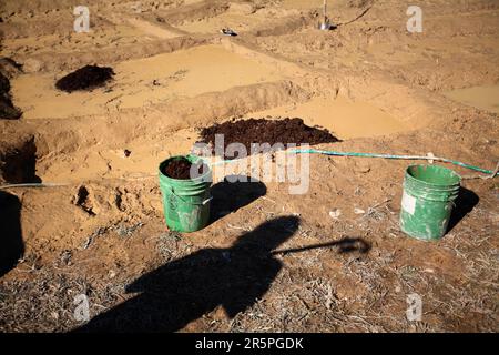 Bauern, die im Schlamm graben, um Reisfelder zu kreieren. Stockfoto