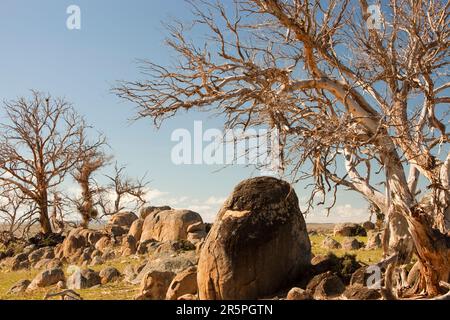 Eukalyptusbäume, die durch die Dürre am Eucumbensee in New South Wales, Australien, getötet wurden. Ein Großteil von Victoria und New South Wales wurde in den letzten 10 Jahren von einer schrecklichen Dürre heimgesucht Stockfoto