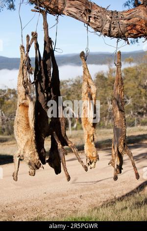 Wilde Hunde wurden von einem Bauern, dessen Schafe von Hunden angegriffen wurden, erschossen und an einem Baum am Straßenrand nahe dem Eucumbensee in Australien aufgehängt. Stockfoto